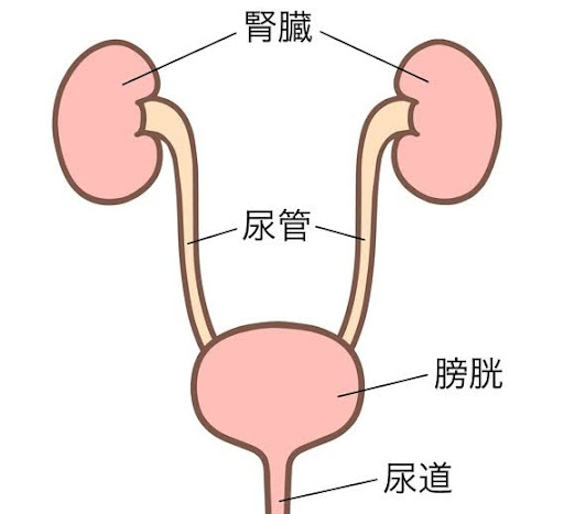 おしっこを我慢している時の身体の仕組み